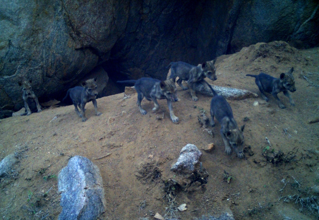 Wolf cubs