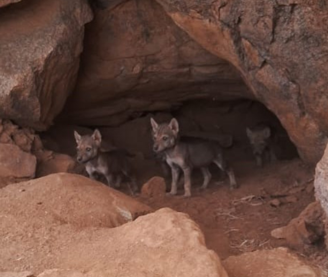 Wolf cubs