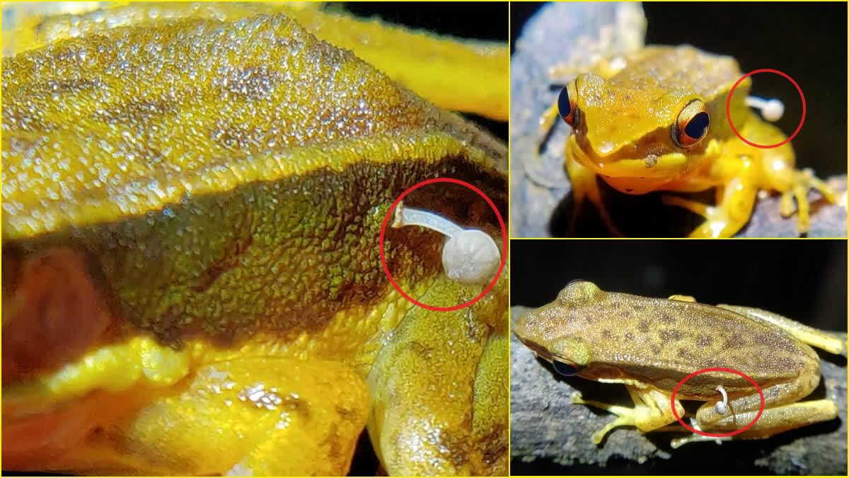 A Frog Is Found With A Mushroom Growing On Its Back