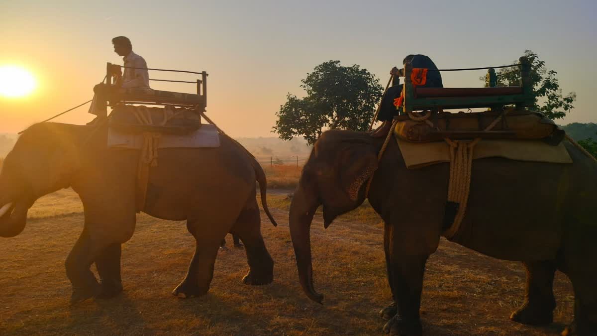 elephant monitoring tiger in nauradehi