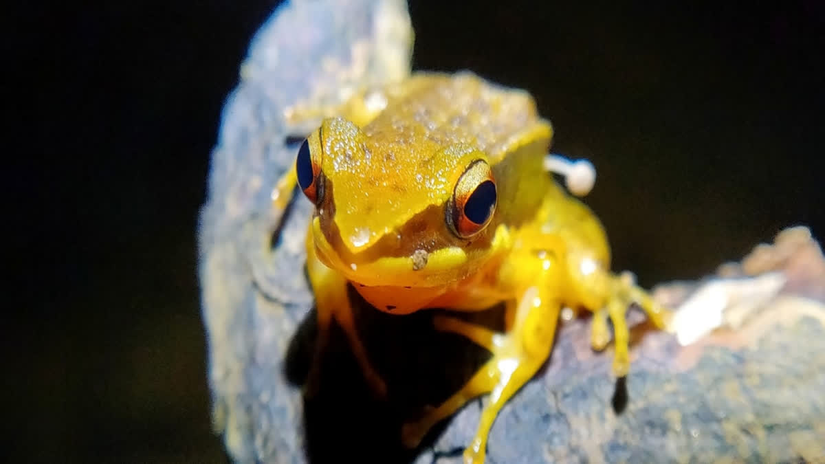 Environmentalist YT Lohit introduced to the world a Mushroom sprouted on a living frog