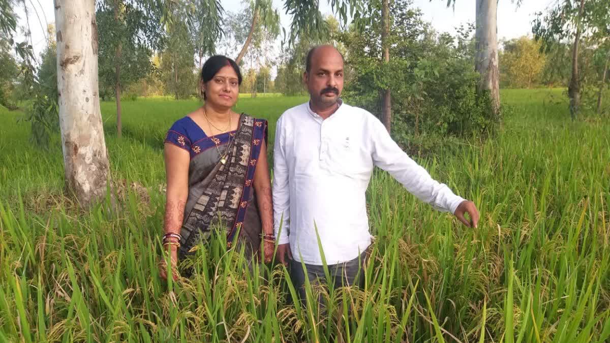 Maheshwari flower paddy