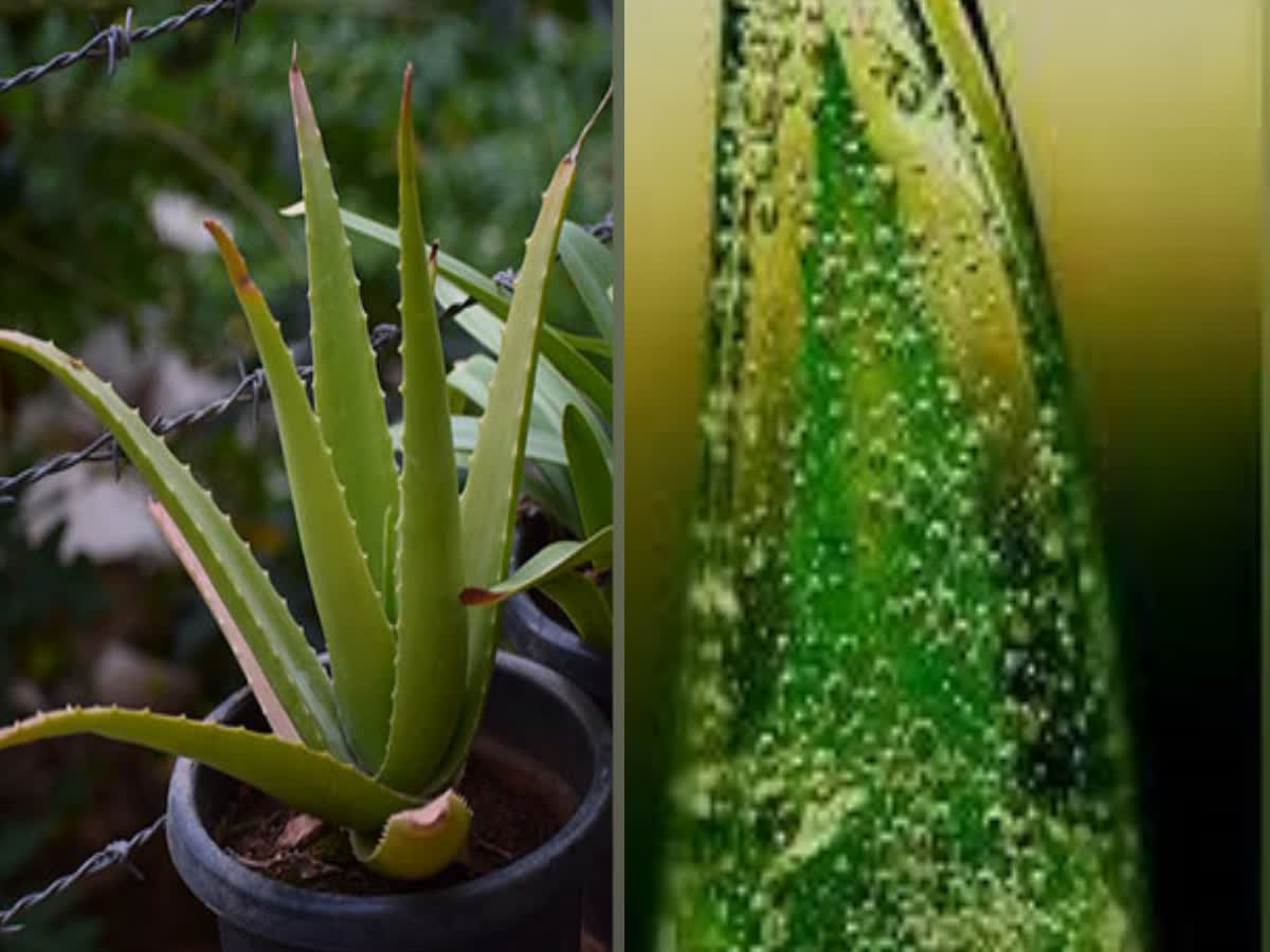 aloe vera juice benefits in telugu