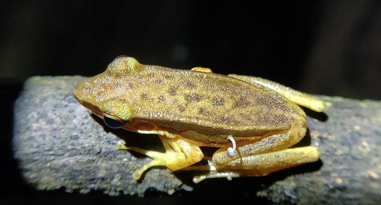 Frog With A Small Mushroom Sprouting From Its Leg