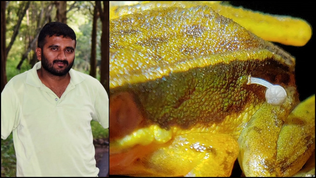 A Frog Is Found With A Mushroom Growing On Its Back