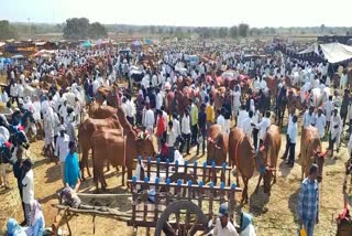 Bull Sold at RS.1.6 Lakh in Nyalkal Fair at Sangareddy