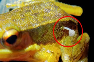 mushroom growing on frog