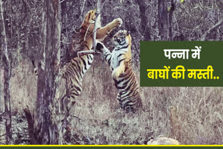 Panna tiger reserve viral video