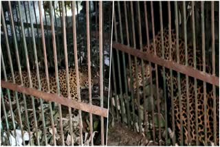 Leopard Caged