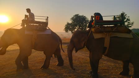 elephant monitoring tiger in nauradehi