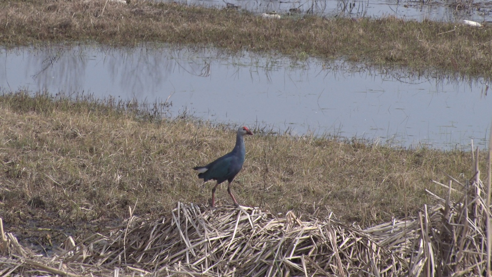 Asian Waterbird Census 2025 Unites Bird Lovers In Kashmir