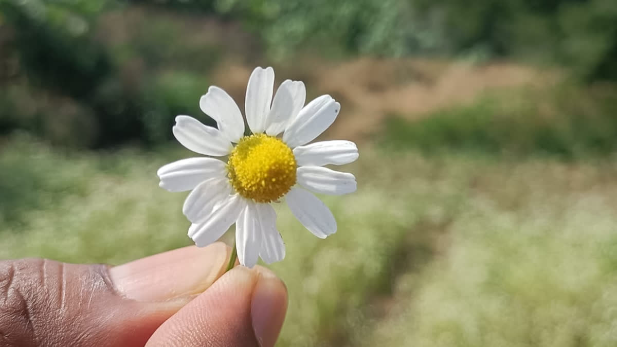 CHAMOMILE CULTIVATION