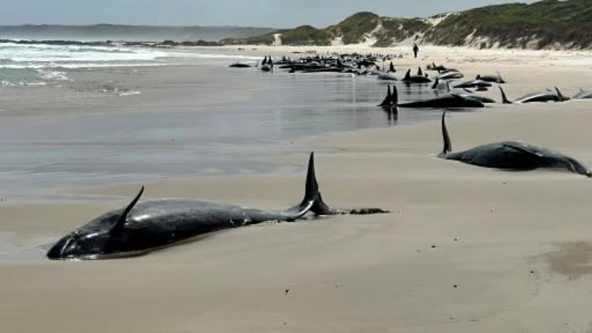 A handout photo from the Department of Natural Resources and Environment Tasmania taken on February 18, 2025 shows dolphins stranded on a beach near Arthur River on the west coast of Tasmania.