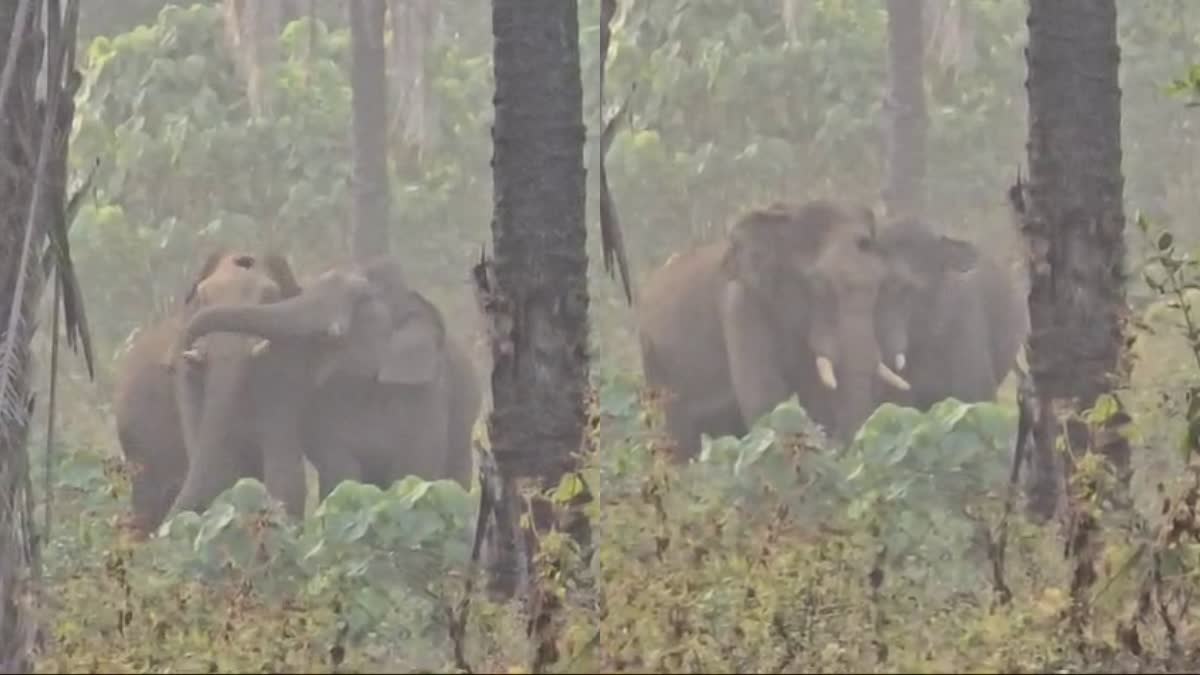 EZHATTUMUGHAM GANAPATHY VISUALS  INJURED ELEPHANT IN ATHIRAPPILLY  ഏഴാറ്റുമുഖം ഗണപതി  അതിരപ്പിള്ളി കാട്ടാന