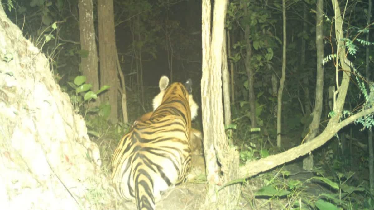 Tiger In Dalma