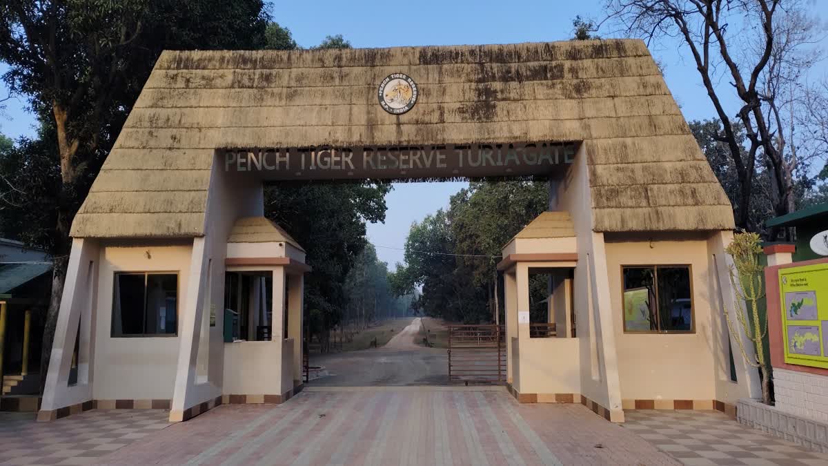 TIGERS LEOPARDS INCREASE PENCH PARK