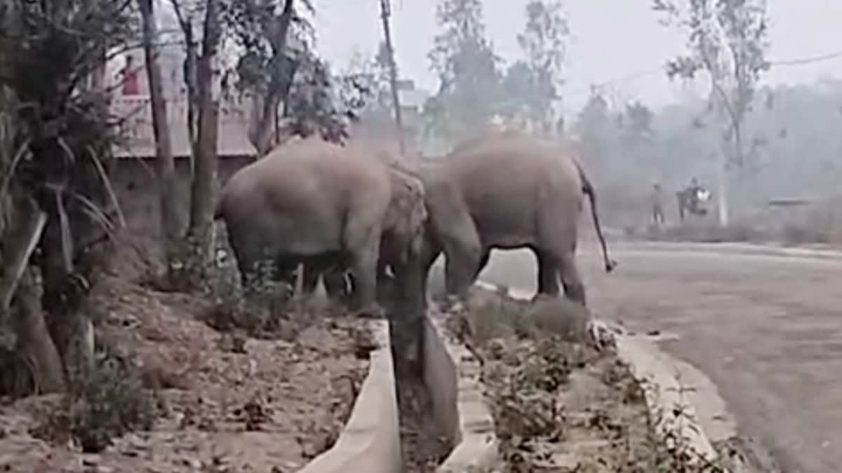 Baby Elephant Rescue Time in Jhargram