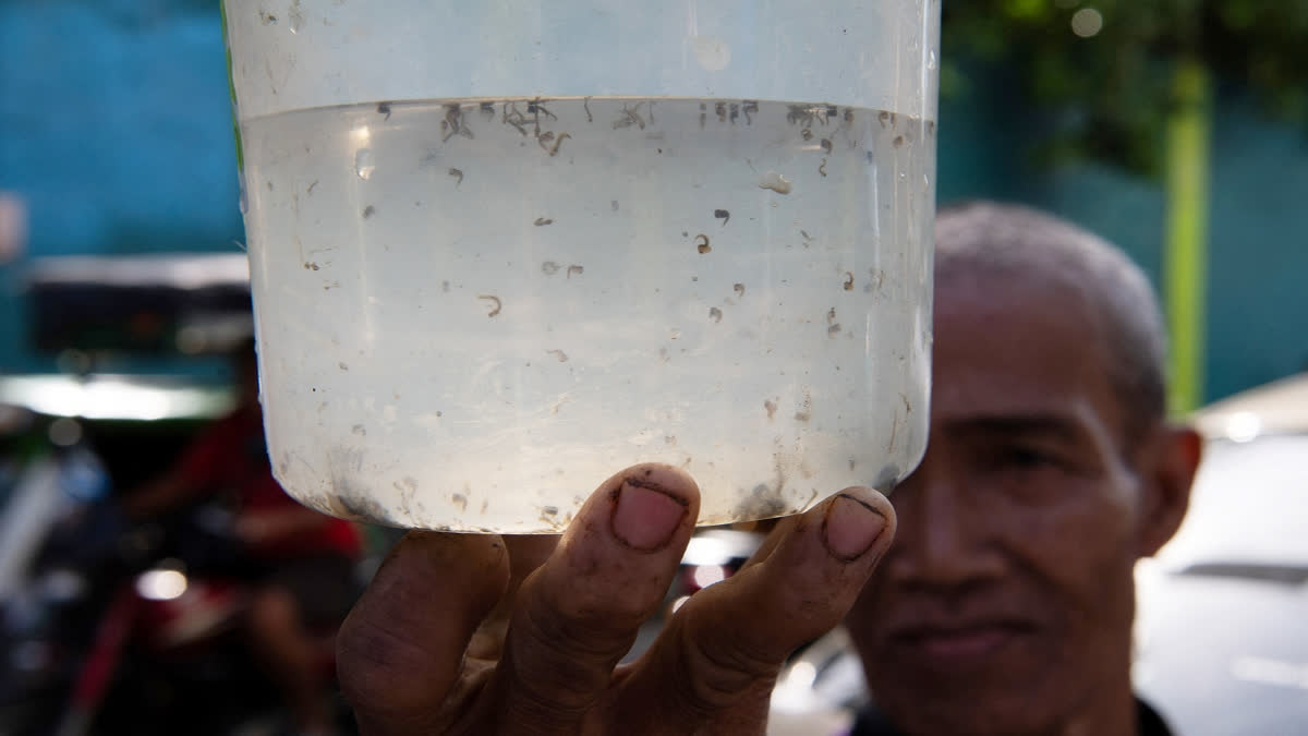 Manila Neighbourhood Puts Bounty On Dengue-Carrying Mosquitoes