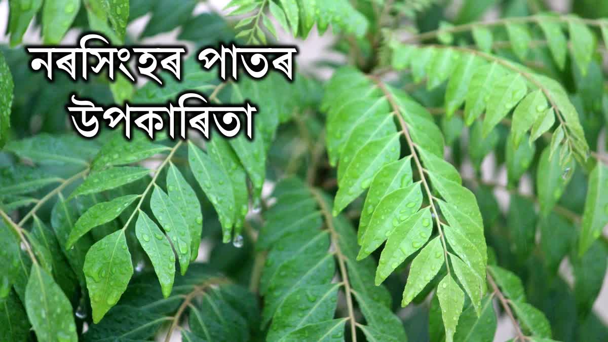 HERE ARE SOME AWESOME HEALTH BENEFITS OF CURRY LEAVES