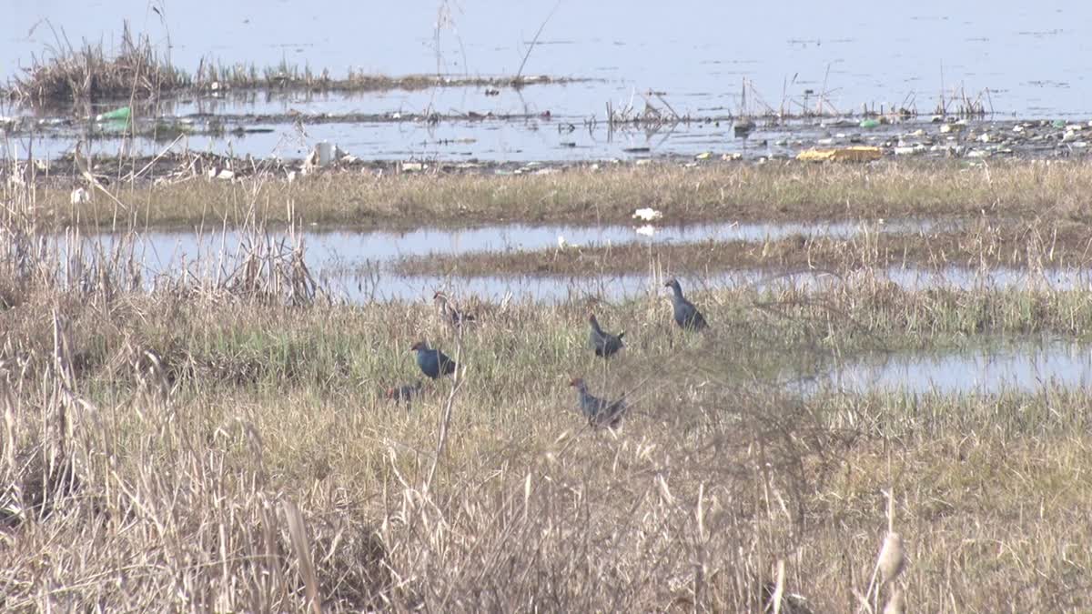 Asian Waterbird Census 2025 Unites Bird Lovers In Kashmir