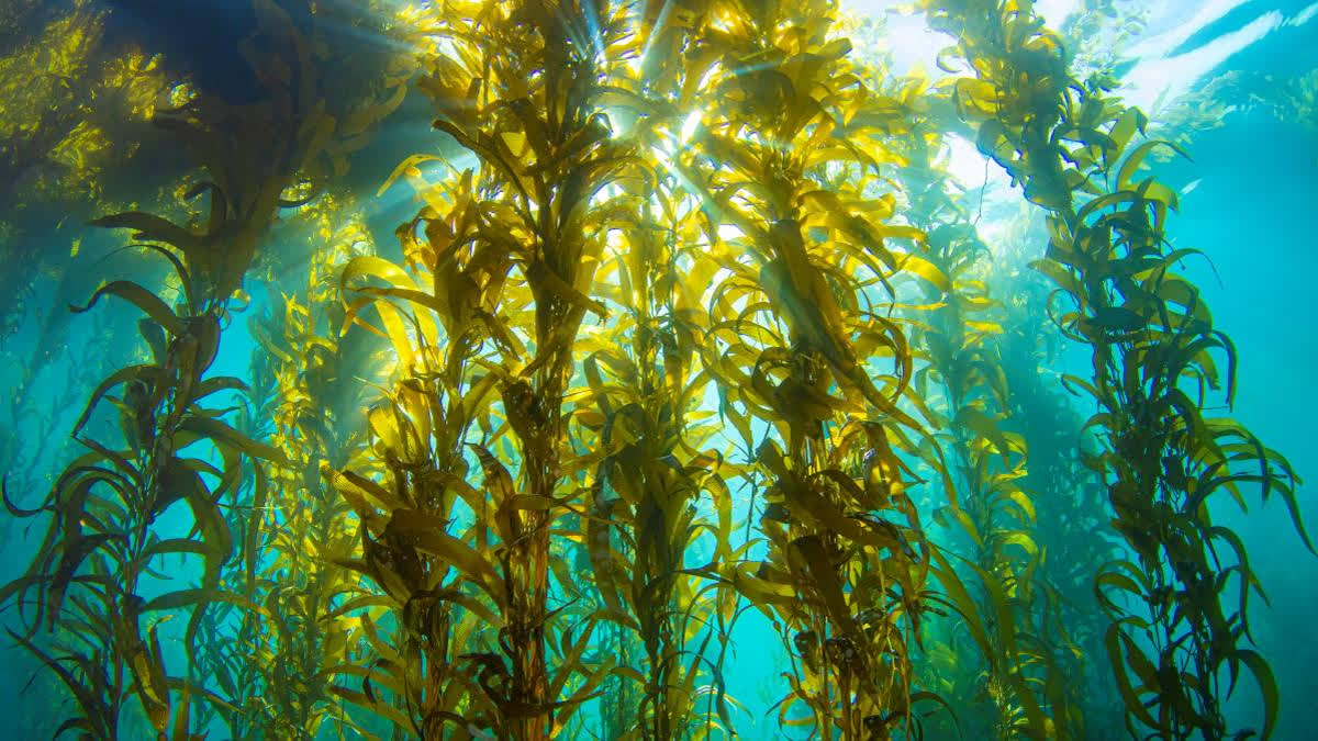 As per ICAR report 2023-24, seaweed farming is a green technology which can act as an important mitigation measure for reducing the adverse impact of climate change