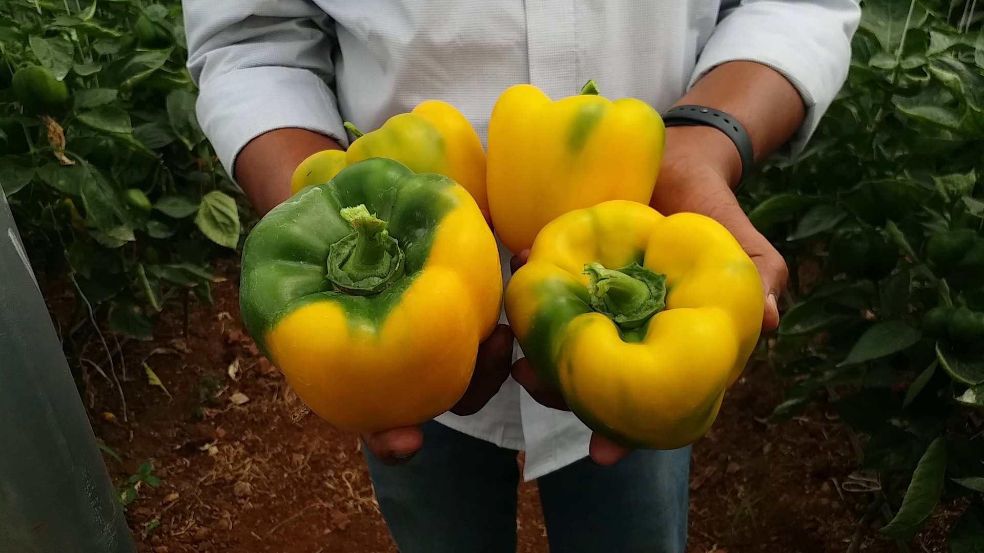 DAVANAGERE  FOREST OFFICER CAPSICUM CROP  ಕ್ಯಾಪ್ಸಿಕಂ ಬೆಳೆ  ದೊಣ್ಣೆ ಮೆಣಸಿನಕಾಯಿ