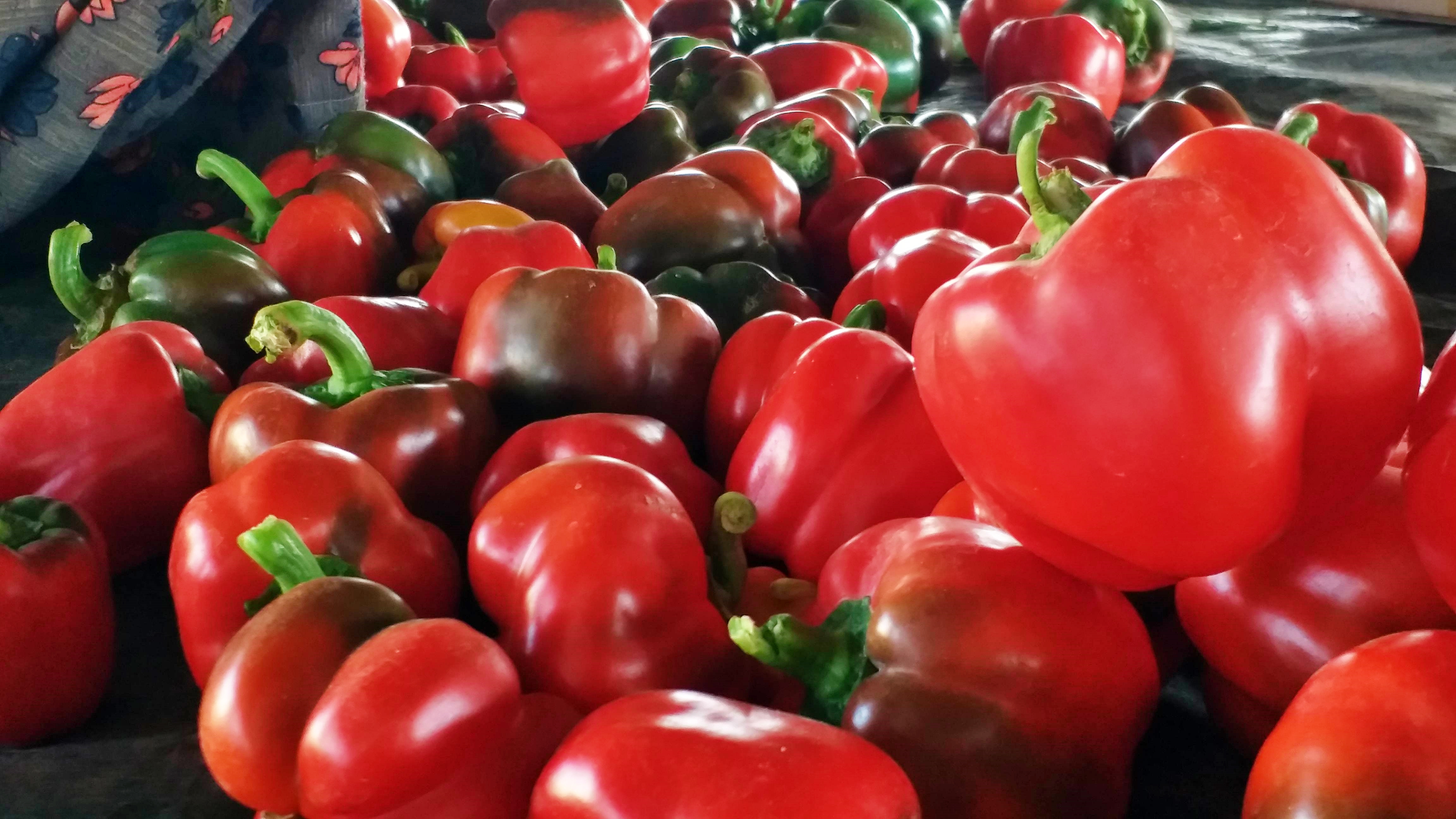 DAVANAGERE  FOREST OFFICER CAPSICUM CROP  ಕ್ಯಾಪ್ಸಿಕಂ ಬೆಳೆ  ದೊಣ್ಣೆ ಮೆಣಸಿನಕಾಯಿ