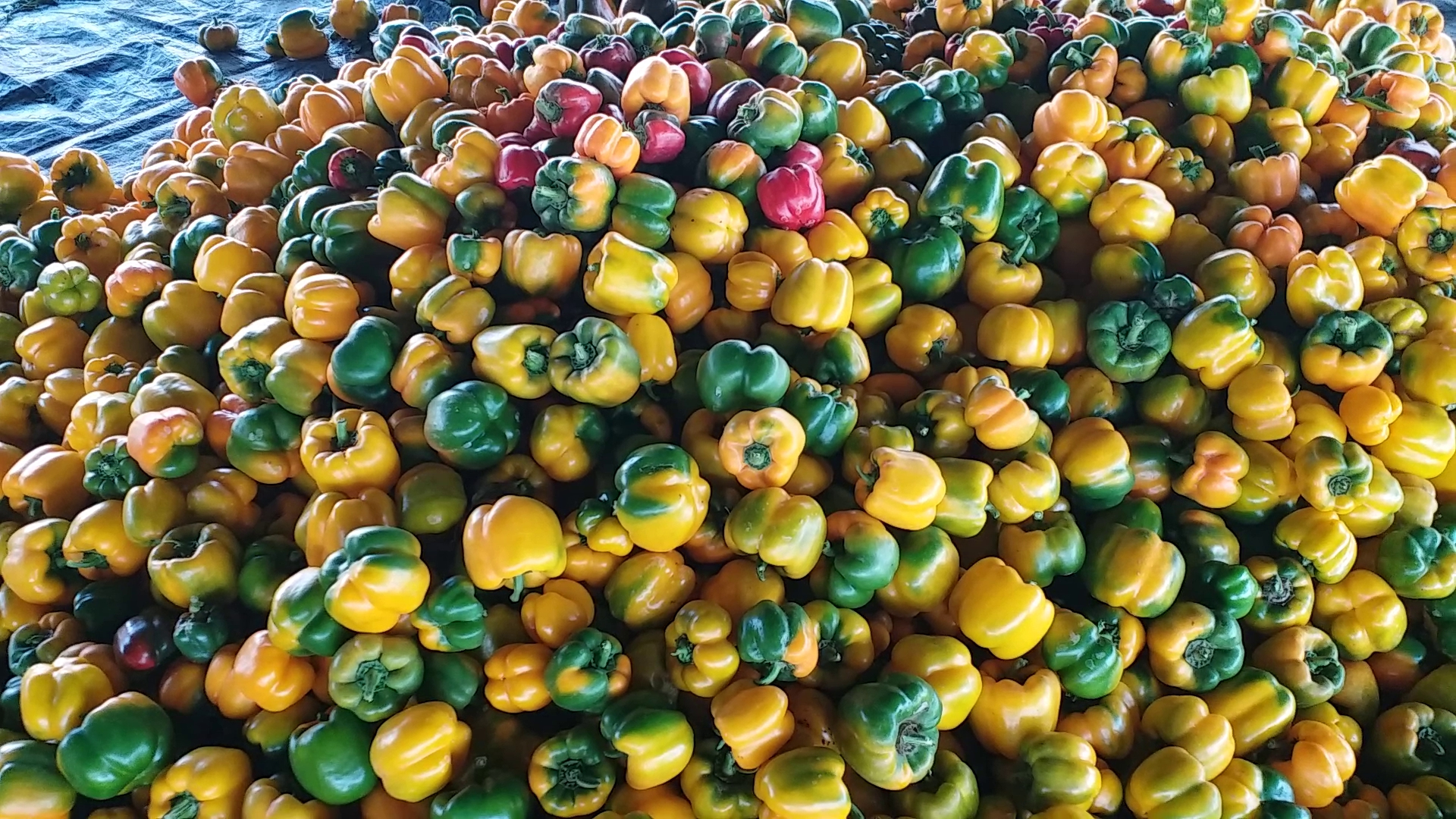 DAVANAGERE  FOREST OFFICER CAPSICUM CROP  ಕ್ಯಾಪ್ಸಿಕಂ ಬೆಳೆ  ದೊಣ್ಣೆ ಮೆಣಸಿನಕಾಯಿ