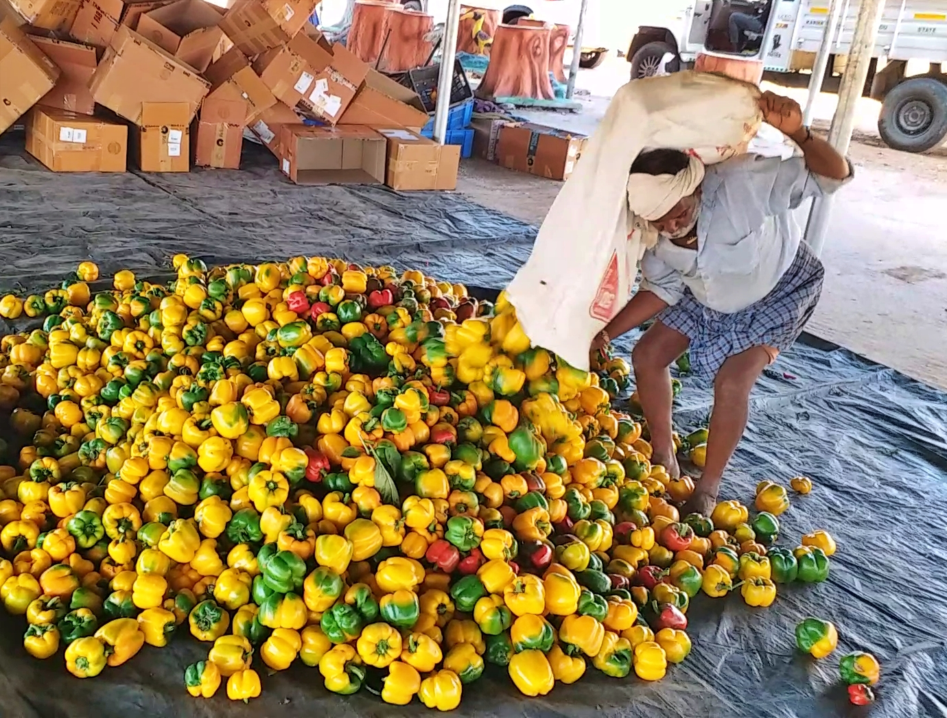 DAVANAGERE  FOREST OFFICER CAPSICUM CROP  ಕ್ಯಾಪ್ಸಿಕಂ ಬೆಳೆ  ದೊಣ್ಣೆ ಮೆಣಸಿನಕಾಯಿ