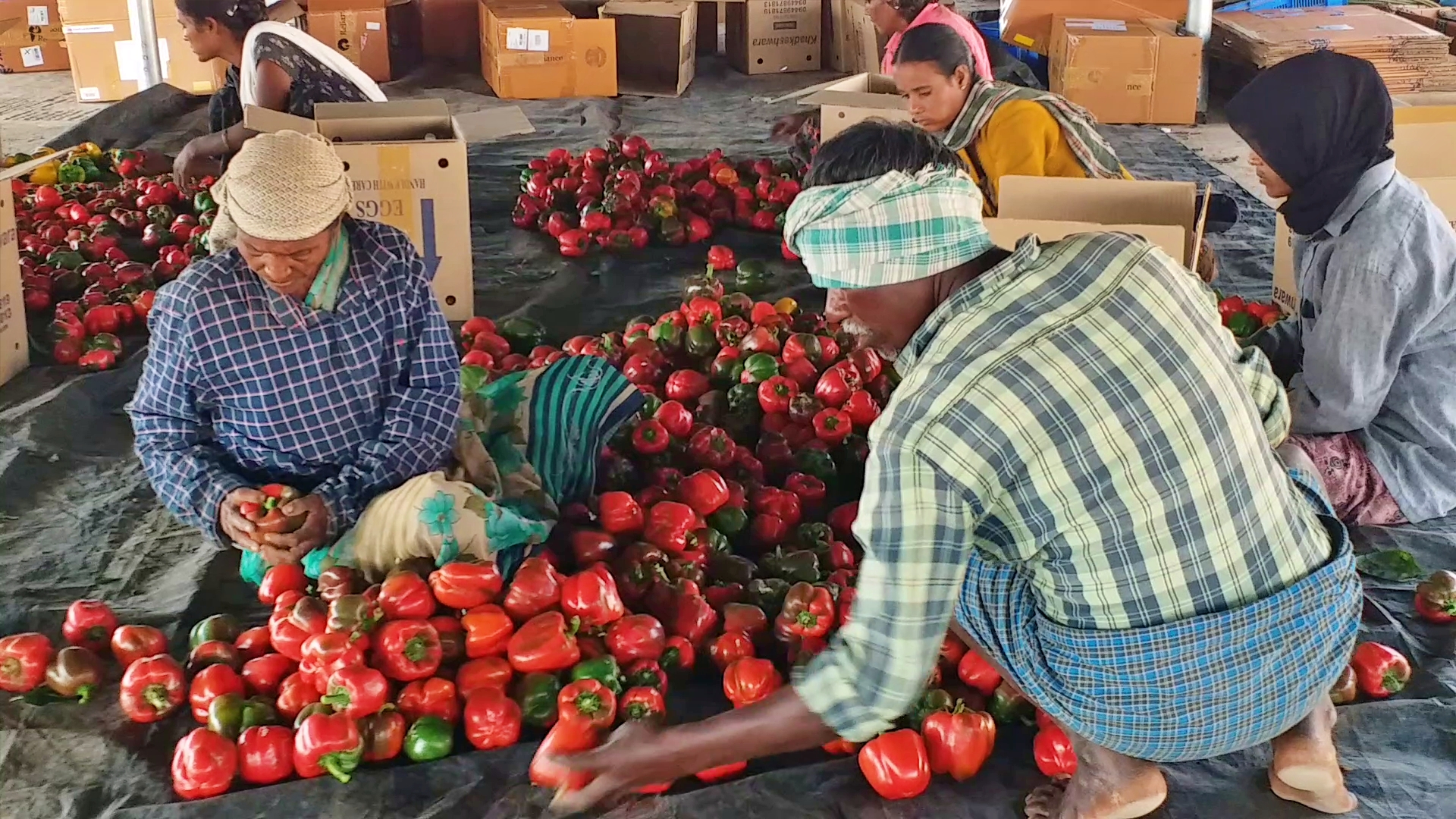 DAVANAGERE  FOREST OFFICER CAPSICUM CROP  ಕ್ಯಾಪ್ಸಿಕಂ ಬೆಳೆ  ದೊಣ್ಣೆ ಮೆಣಸಿನಕಾಯಿ