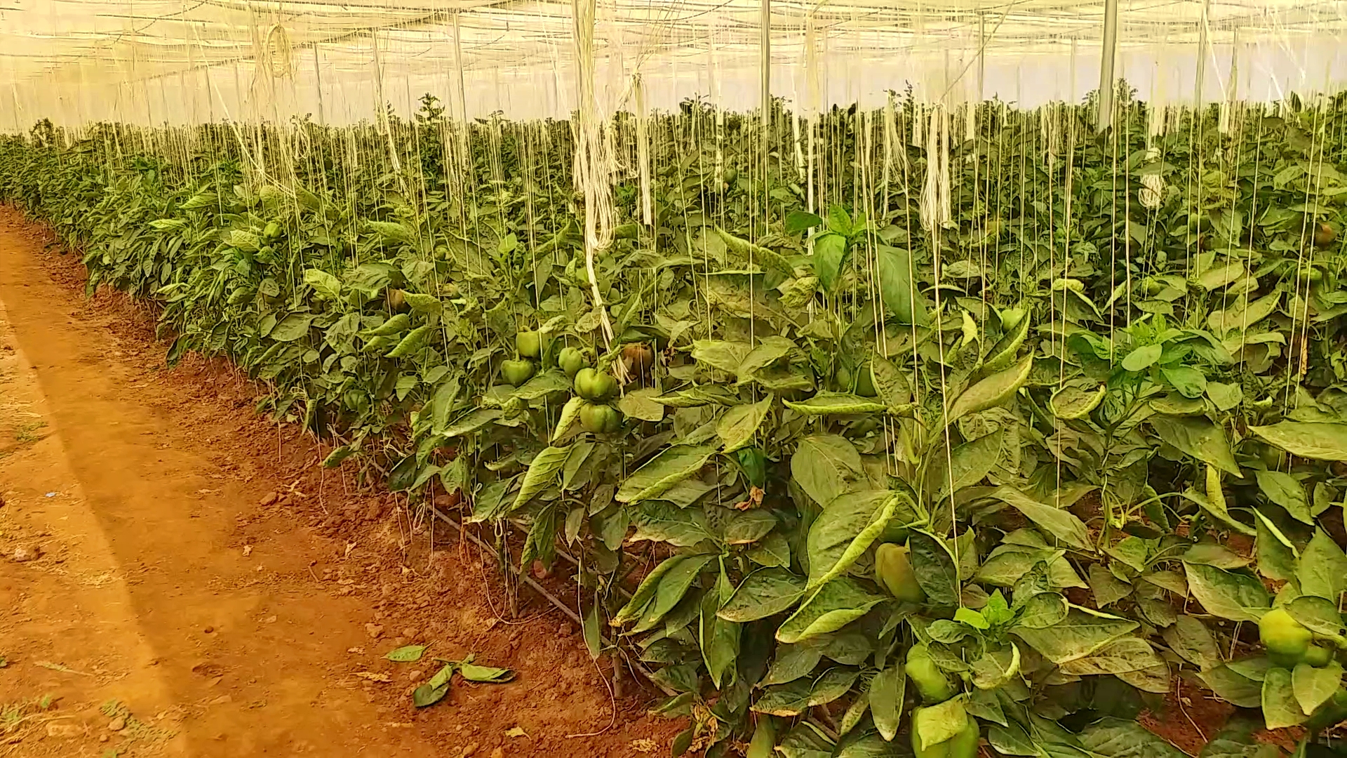 DAVANAGERE  FOREST OFFICER CAPSICUM CROP  ಕ್ಯಾಪ್ಸಿಕಂ ಬೆಳೆ  ದೊಣ್ಣೆ ಮೆಣಸಿನಕಾಯಿ