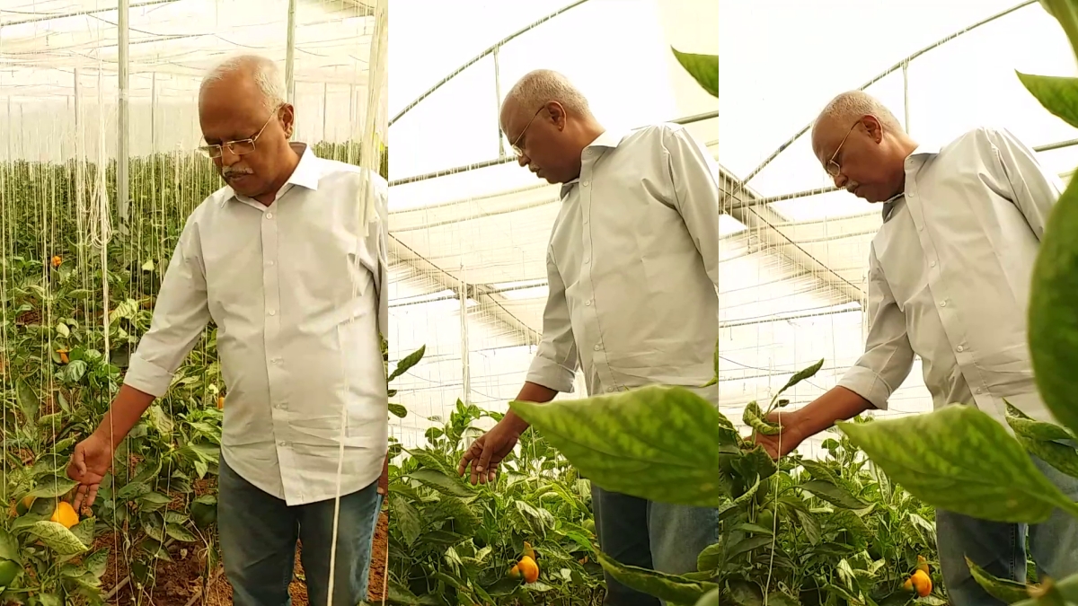 DAVANAGERE  FOREST OFFICER CAPSICUM CROP  ಕ್ಯಾಪ್ಸಿಕಂ ಬೆಳೆ  ದೊಣ್ಣೆ ಮೆಣಸಿನಕಾಯಿ