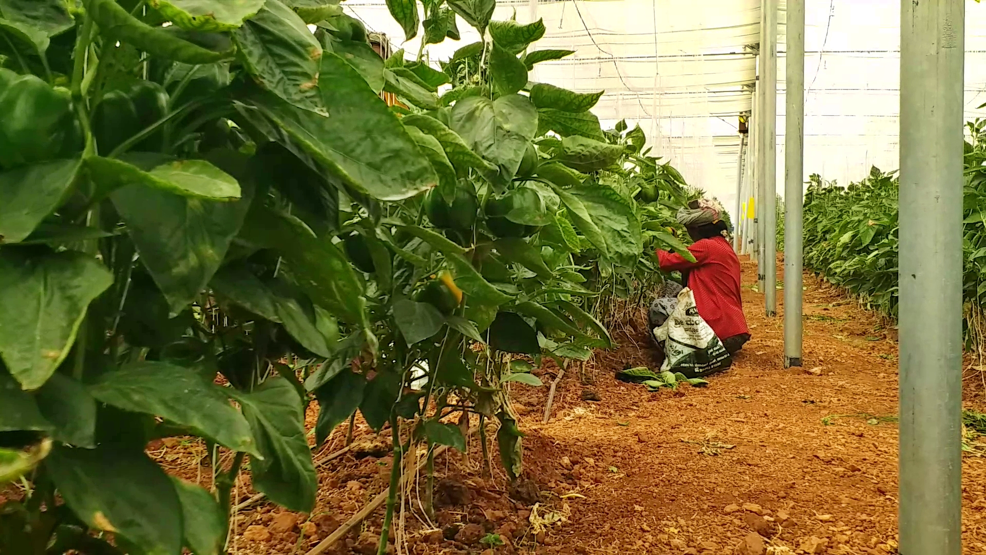 DAVANAGERE  FOREST OFFICER CAPSICUM CROP  ಕ್ಯಾಪ್ಸಿಕಂ ಬೆಳೆ  ದೊಣ್ಣೆ ಮೆಣಸಿನಕಾಯಿ