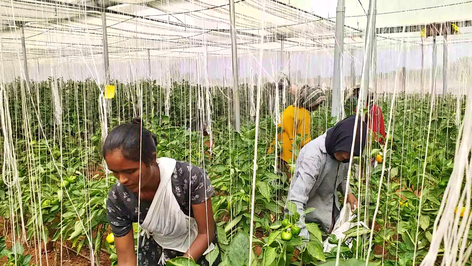 DAVANAGERE  FOREST OFFICER CAPSICUM CROP  ಕ್ಯಾಪ್ಸಿಕಂ ಬೆಳೆ  ದೊಣ್ಣೆ ಮೆಣಸಿನಕಾಯಿ