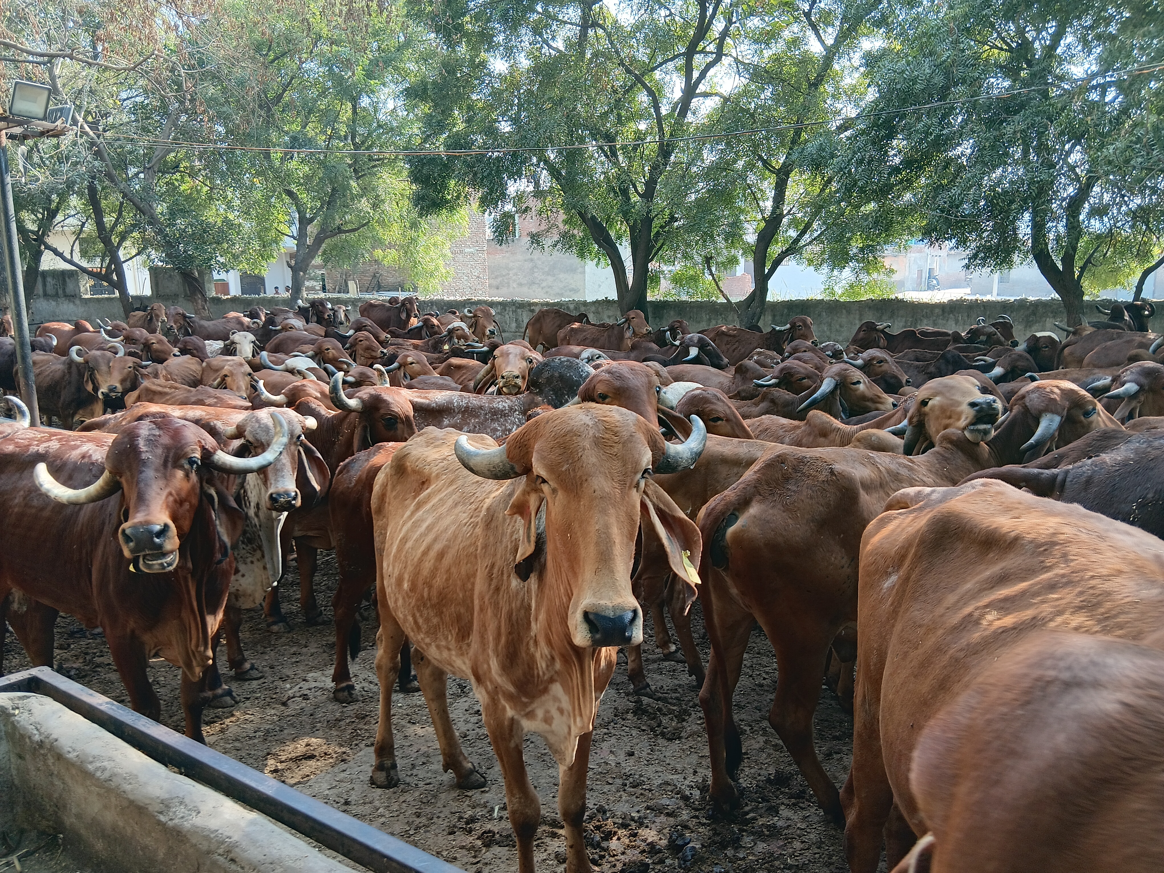 પરદેશની નોકરી છોડીને ગામ પાછા ફર્યા