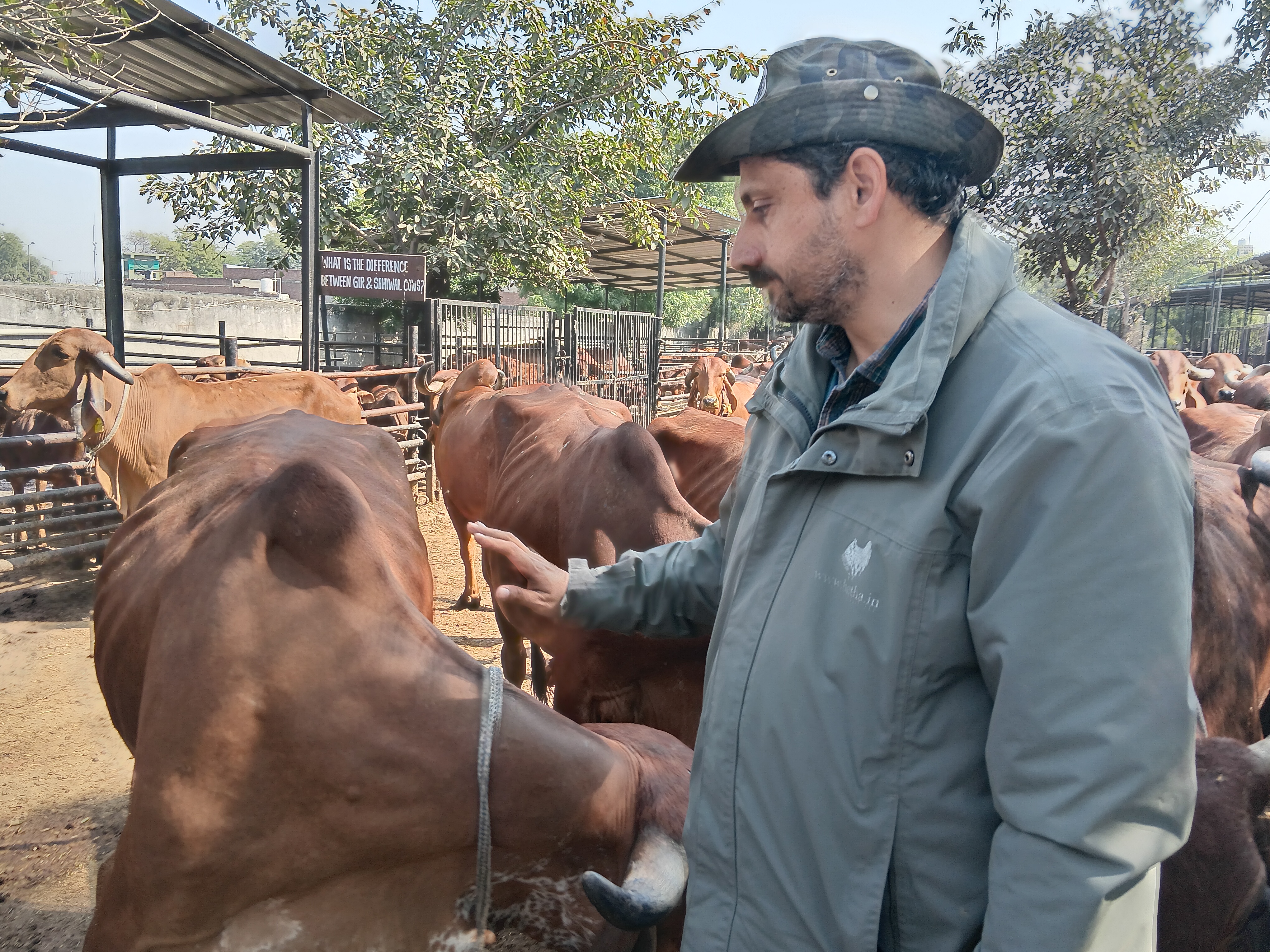 ગોવાળ શરૂ કર્યું