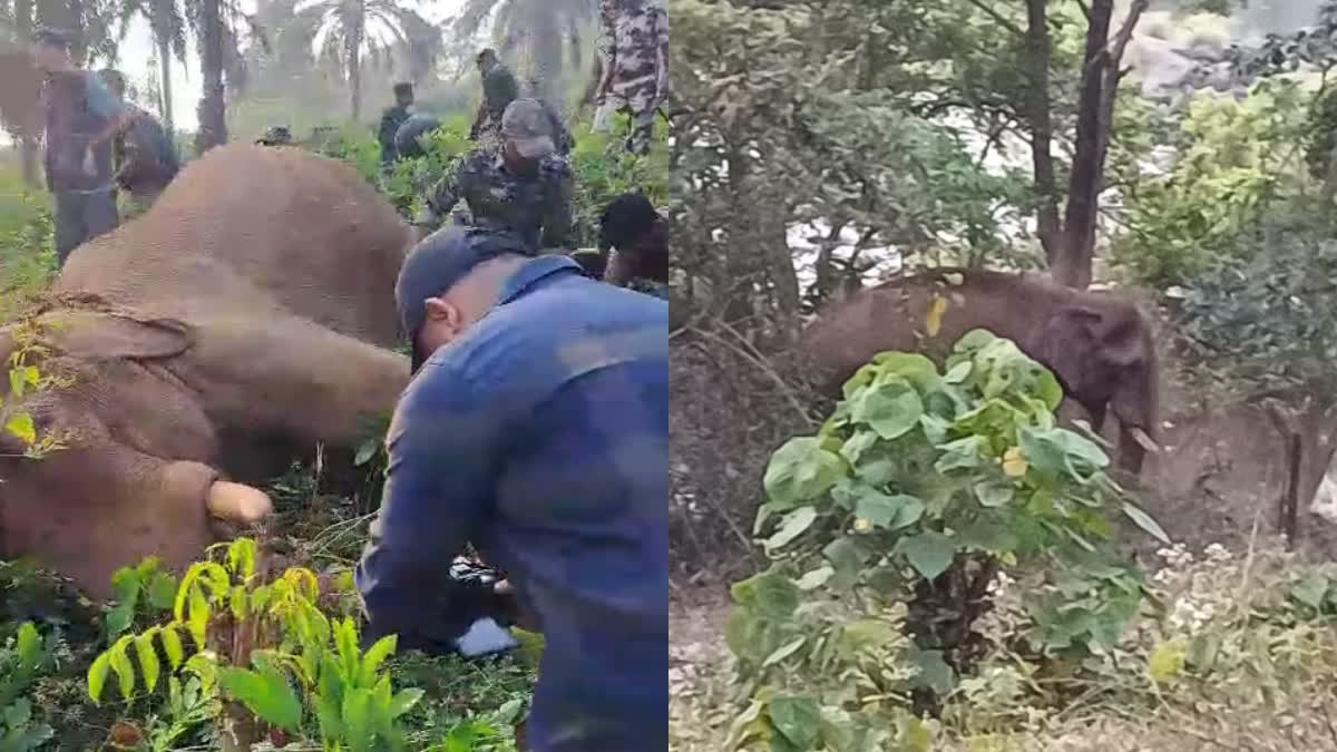 Kerala Wild Elephant