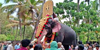 elephants attacks in Kerala