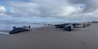 Explained: Pod Of 157 Dolphins Stranded On Remote Australian Beach