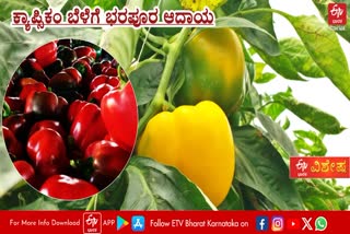 DAVANAGERE  FOREST OFFICER CAPSICUM CROP  ಕ್ಯಾಪ್ಸಿಕಂ ಬೆಳೆ  ದೊಣ್ಣೆ ಮೆಣಸಿನಕಾಯಿ