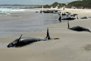 pod-of-157-dolphins-stranded-on-remote-australian-beach