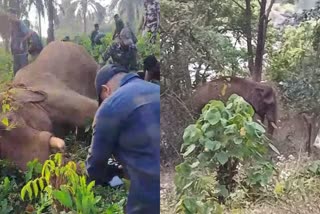 ATHIRAPPILLY ELEPHANT  അതിരപ്പിള്ളി ആന  DR ARUN SACARIA  മുറിവേറ്റ കൊമ്പന് ചികിത്സ