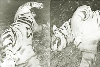 tiger-carcass-found-in-ambligola-dam-backwaters-of-shivamogga