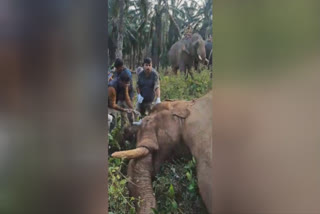 Kerala: Wild Elephant with Severe Head Injuries Rescued, Shifted to Rehabilitation Centre