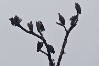 A three-day vulture census has begun in Madhya Pradesh's Kanha National Park, with 220 vultures counted on the first day, monitoring population trends for conservation.