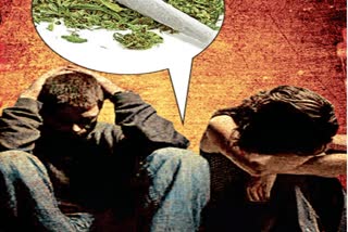 SCHOOL STUDENTS MARIJUANA ADDICTION