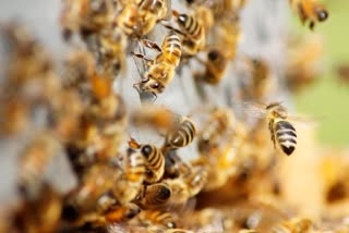 Bee attack at Shivneri Fort in Pune