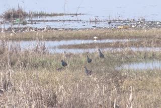 Asian Waterbird Census 2025 Unites Bird Lovers In Kashmir