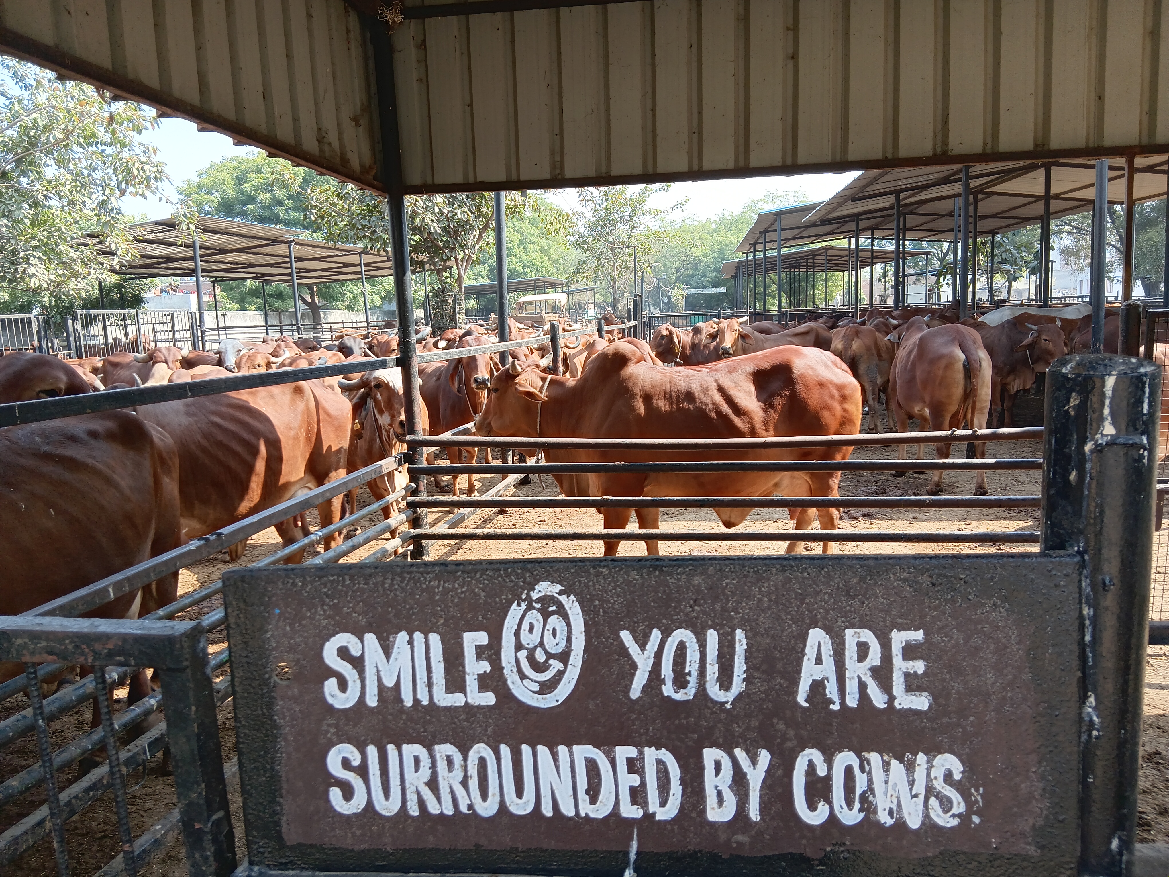 software engineer left job and started dairy farming