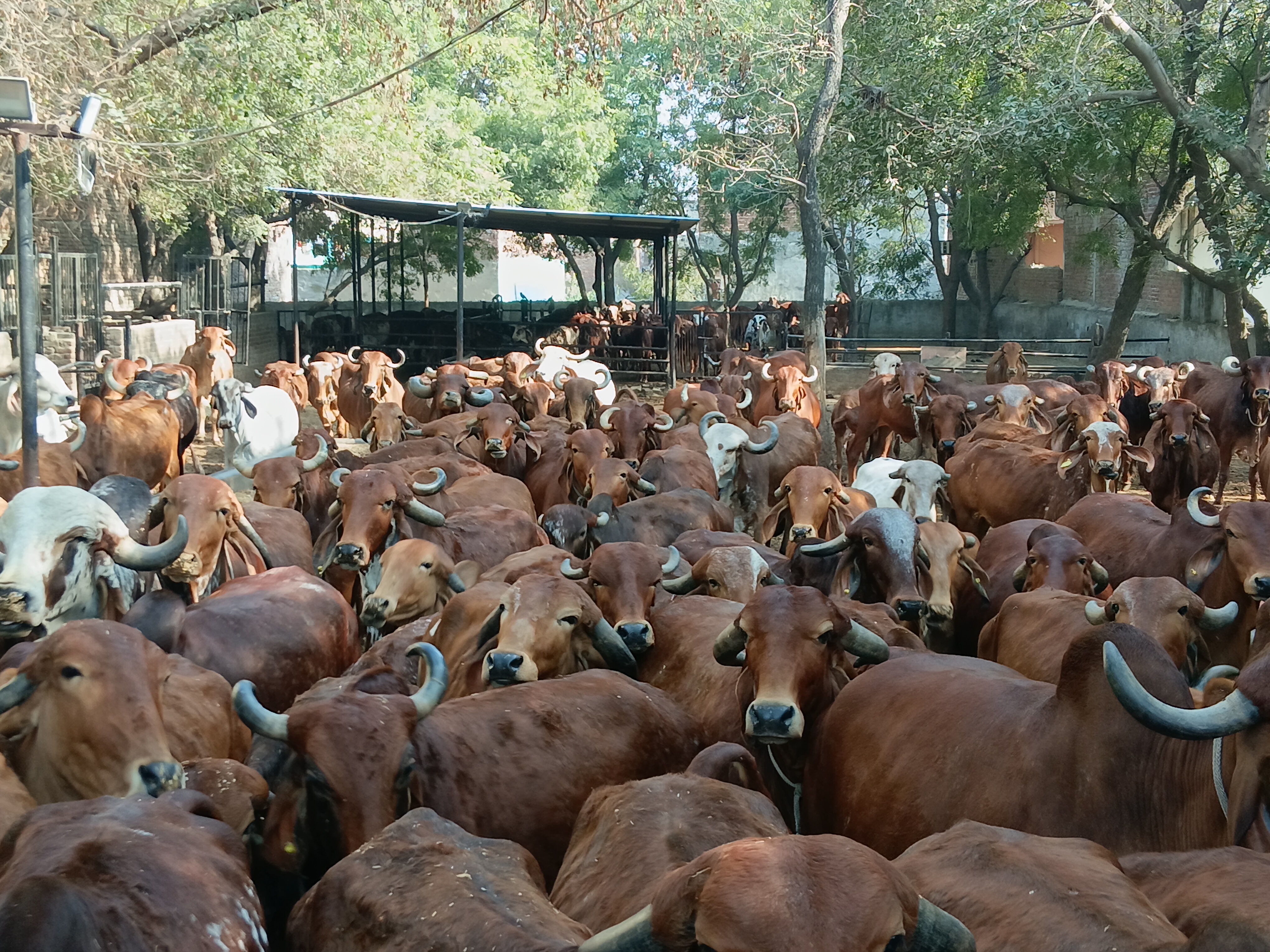 software-engineer-left-job-and-started-dairy-farming